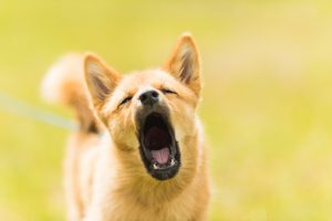 Lee más sobre el artículo Mascotas: cómo evitar que un perro ladre