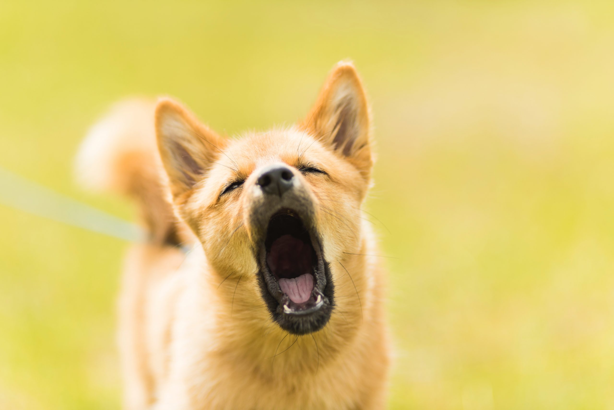 Mascotas: cómo evitar que un perro ladre