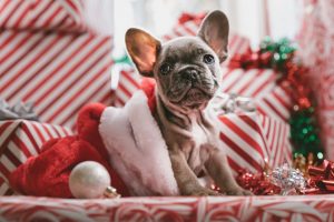 Lee más sobre el artículo Los mejores juguetes para perros en esta Navidad