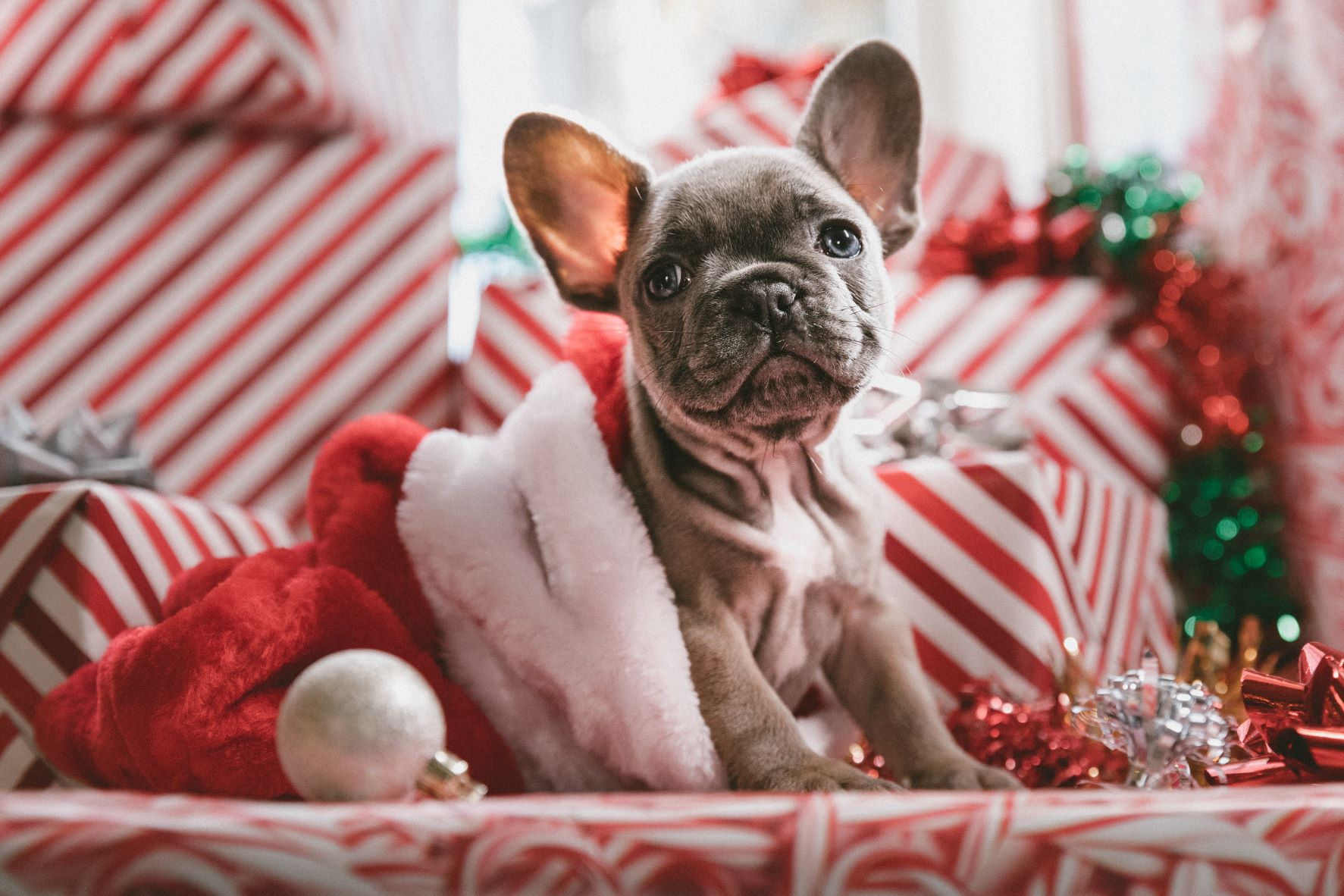 Los mejores juguetes para perros en esta Navidad