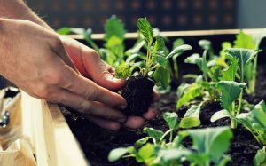 Lee más sobre el artículo Herramientas de jardín que necesitas para un huerto